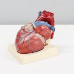 Kardiologia jak dbać o serce i zapobiegać chorobom układu krążenia